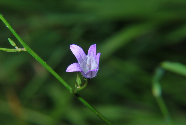 Campanula rapunculus